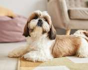 Cute Shih Tzu puppy
